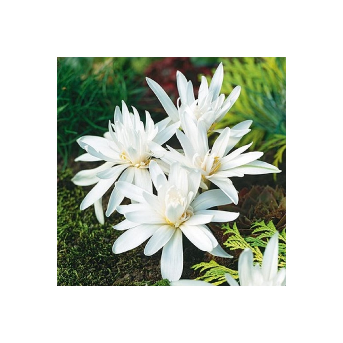 Ocún plnokvětý bílý - Colchicum alboplenum - hlízy ocúnů - 1 ks