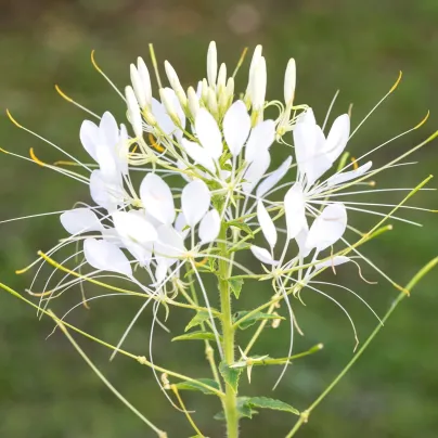 Luštěnice trnitá bílá - Cleome houtteana - osivo luštěnice - 10 ks