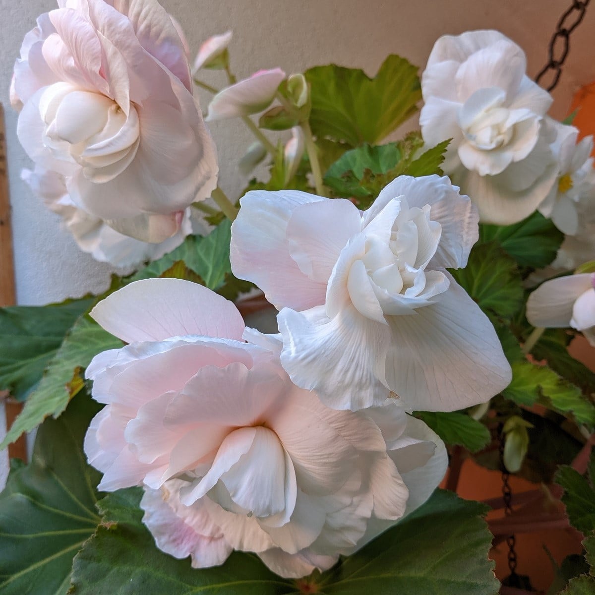 Begonie Angelique převislá - Begonia odorata - hlízy begónie - 2 ks