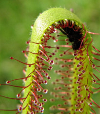 Rosnatka kapská Vogelgat NR - Drosera capensis - osivo rosnatky - 15 ks
