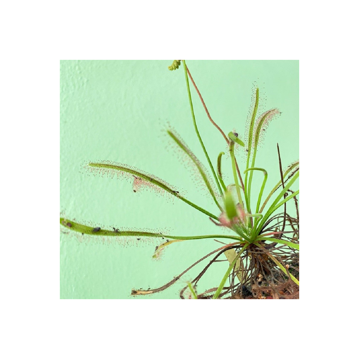 Rosnatka kapská Vogelgat NR - Drosera capensis - osivo rosnatky - 15 ks