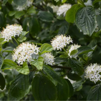 Tavola kalinolistá - Physocarpus opulifolius - osivo tavole - 8 ks