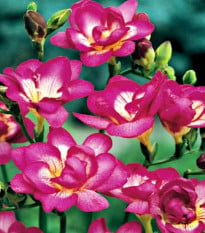 Frézie plnokvětá růžová - Freesia - hlízy frézií - 3 ks
