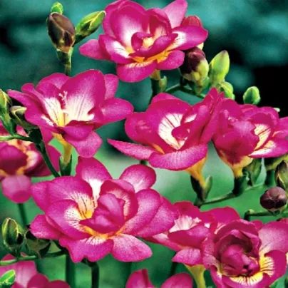 Frézie plnokvětá růžová - Freesia - hlízy frézií - 3 ks