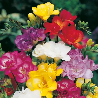 Frézie plnokvětá směs - Freesia - hlízy frézií - 9 ks