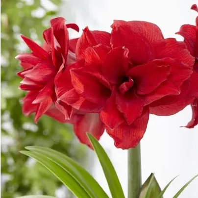 Hvězdník Amarantia plnokvětý - Hippeastrum - cibule hvězdníků - 1 ks