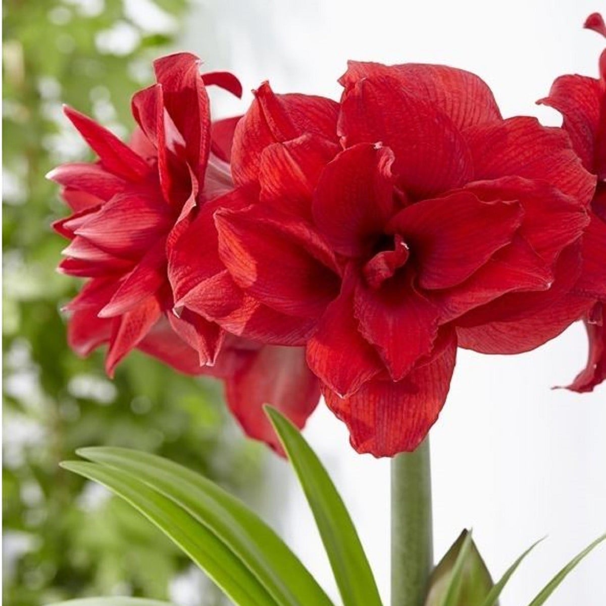 Hvězdník Amarantia plnokvětý - Hippeastrum - cibule hvězdníků - 1 ks