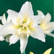 Hvězdník Jewel plnokvětý - Hippeastrum - cibule hvězdníků - 1 ks