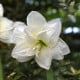 Hvězdník Jewel plnokvětý - Hippeastrum - cibule hvězdníků - 1 ks