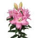 Lilie Roselily Editha plnokvětá - Lilium - cibule lilií - 1 ks