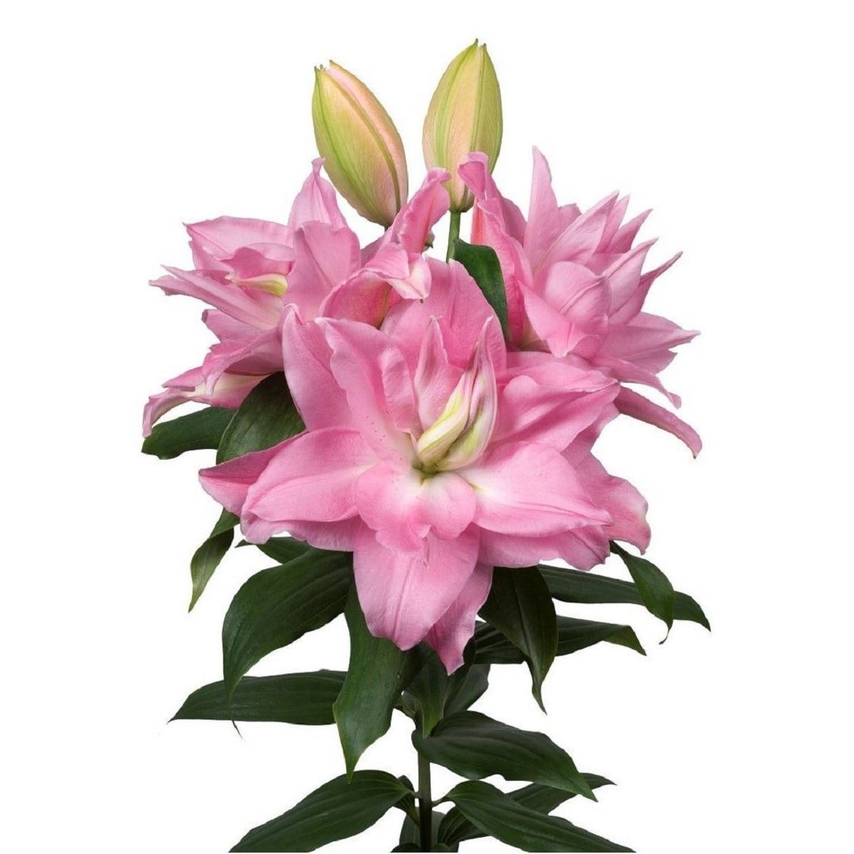 Lilie Roselily Editha plnokvětá - Lilium - cibule lilií - 1 ks