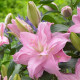 Lilie Roselily Editha plnokvětá - Lilium - cibule lilií - 1 ks