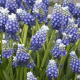 Modřenec Touch of snow - Muscari armeniacum - cibule modřenců - 5 ks