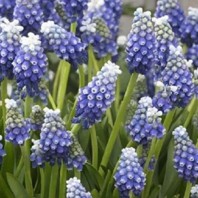 Modřenec Touch of snow - Muscari armeniacum - cibule modřenců - 5 ks