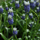 Modřenec Touch of snow - Muscari armeniacum - cibule modřenců - 5 ks