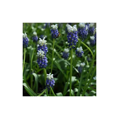 Modřenec Touch of snow - Muscari armeniacum - cibule modřenců - 5 ks