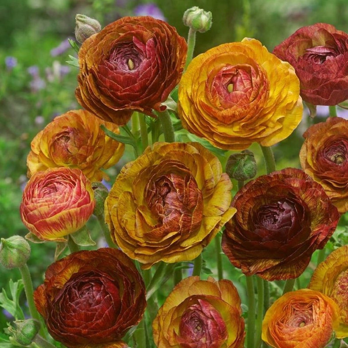 Pryskyřník plnokvětý Picotee café - Ranunculus asiaticus - hlízy pryskyřníků - 3 ks