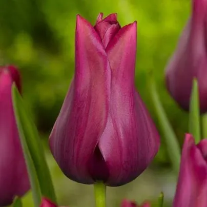 Tulipán Merlot - Tulipa - cibule tulipánů - 3 ks