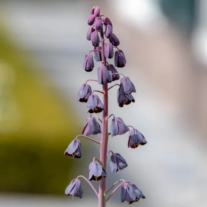 Řebčík Adiyaman perský - Fritillaria persica - cibule řebčíků - 1 ks
