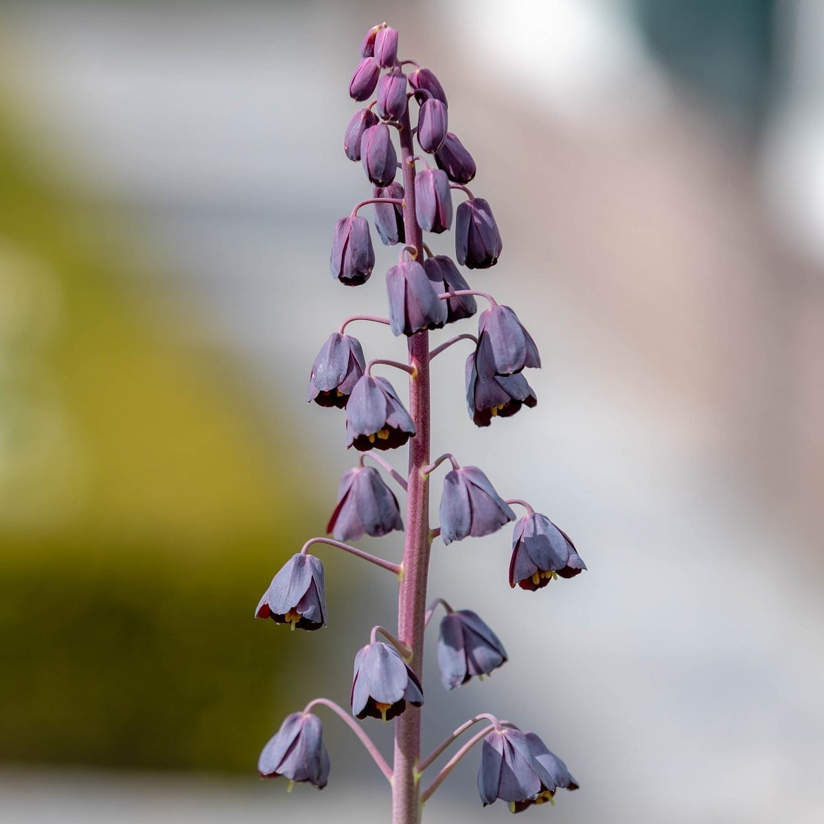 Řebčík Adiyaman perský - Fritillaria persica - cibule řebčíků - 1 ks