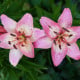 Lilie Pink Pixie - Lilium - cibule lilií - 1 ks
