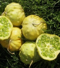 Kiwano Jelly Rund - Cucumis metuliferus - osivo kiwana - 8 ks