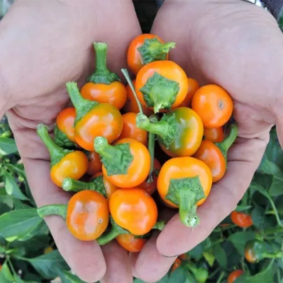 Chilli Korál oranžové - Capsicum annuum - osivo chilli - 7 ks