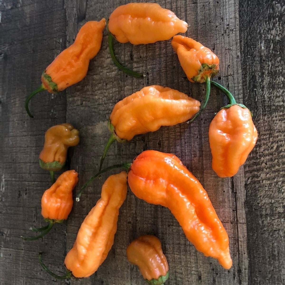 Chilli Bleeding Jigsaw - Capsicum chinense - osivo chilli - 7 ks