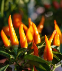 Chilli Aji Amarillo - Capsicum annuum - osivo chilli - 7 ks