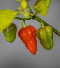 Chilli 7 Pot Primo - Capsicum chinense - osivo chilli - 6 ks