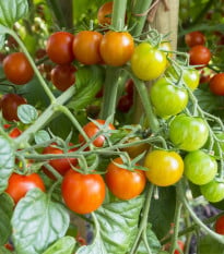 Rajče koktejlové Primavera - Solanum lycopersicum - osivo rajčat - 7 ks