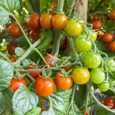 Rajče koktejlové Primavera - Solanum lycopersicum - osivo rajčat - 7 ks