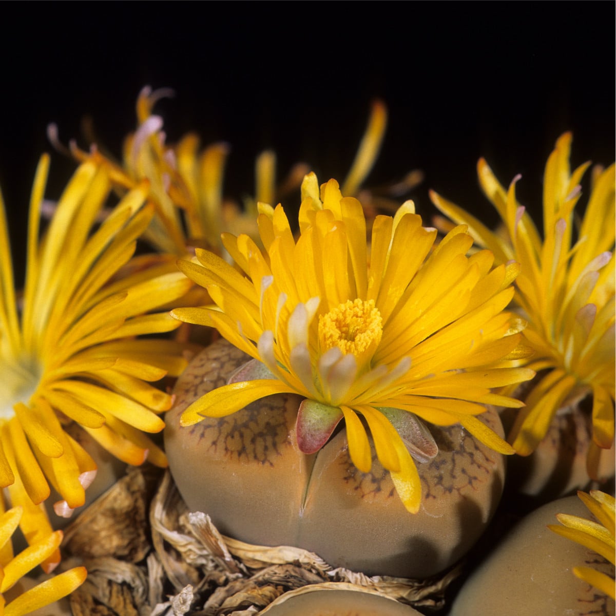 Lithops euniceae Fluminalis - osivo lithopsu - 10 ks
