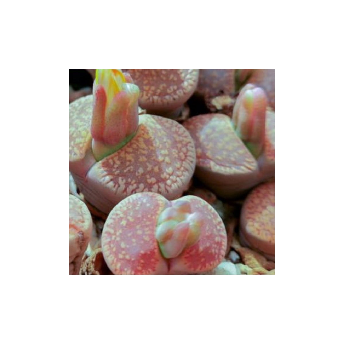 Lithops aucampiae Rudesheim Shiraz - osivo lithopsu - 10 ks