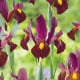 Kosatec Red Ember - Iris hollandica - cibulky kosatců - 3 ks