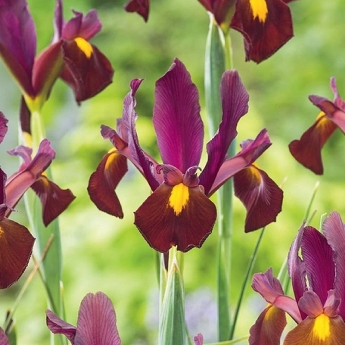 Kosatec Red Ember - Iris hollandica - cibulky kosatců - 3 ks