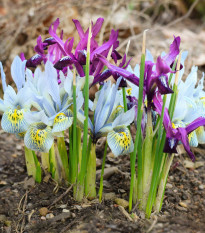 Nízké kosatce směs - Iris reticulata - cibulky kosatců - 5 ks