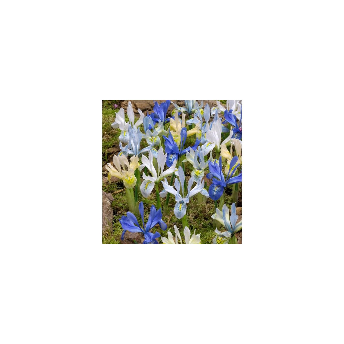 Nízké kosatce směs - Iris reticulata - cibulky kosatců - 5 ks