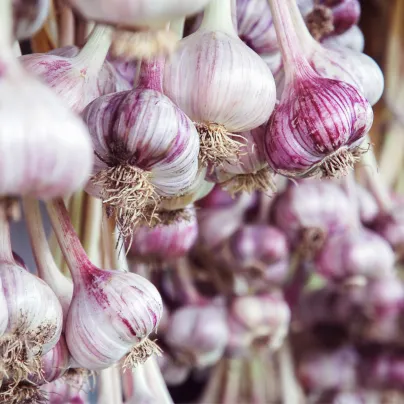Sadbový česnek Janko - paličák - Allium sativum - cibulky česneku - 1 balení