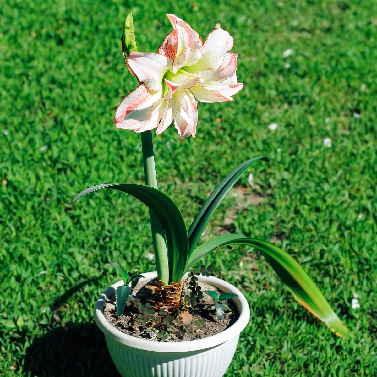 Hvězdník Aphrodite - Hippeastrum - cibule hvězdníků - 1 ks