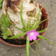 Tučnice mexická - Pinguicula moctezumae - osivo masožravek - 13 ks