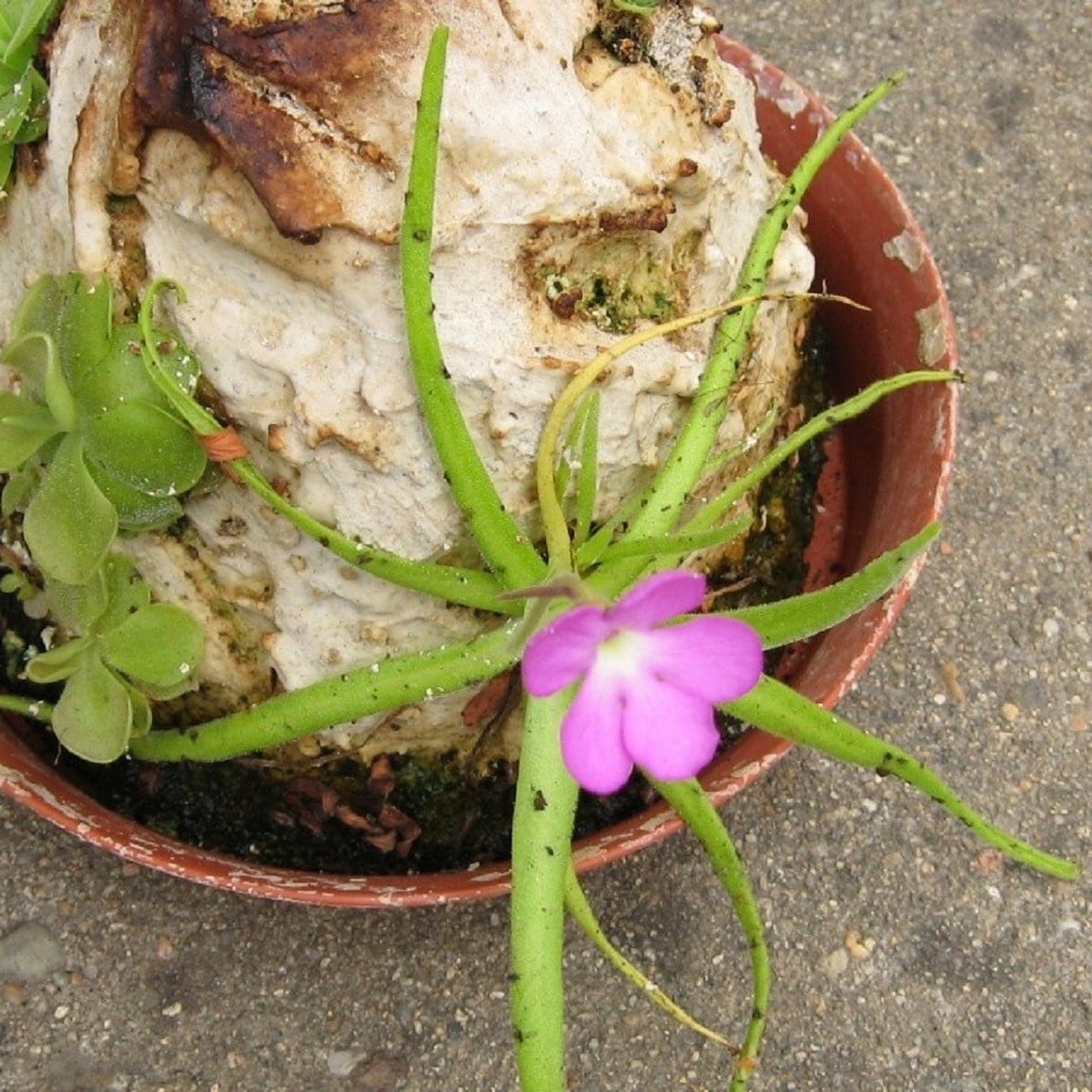 Tučnice mexická - Pinguicula moctezumae - osivo masožravek - 13 ks