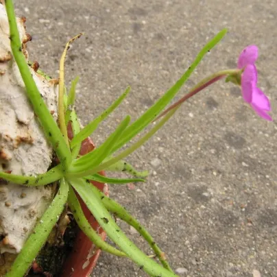 Tučnice mexická - Pinguicula moctezumae - osivo masožravek - 13 ks