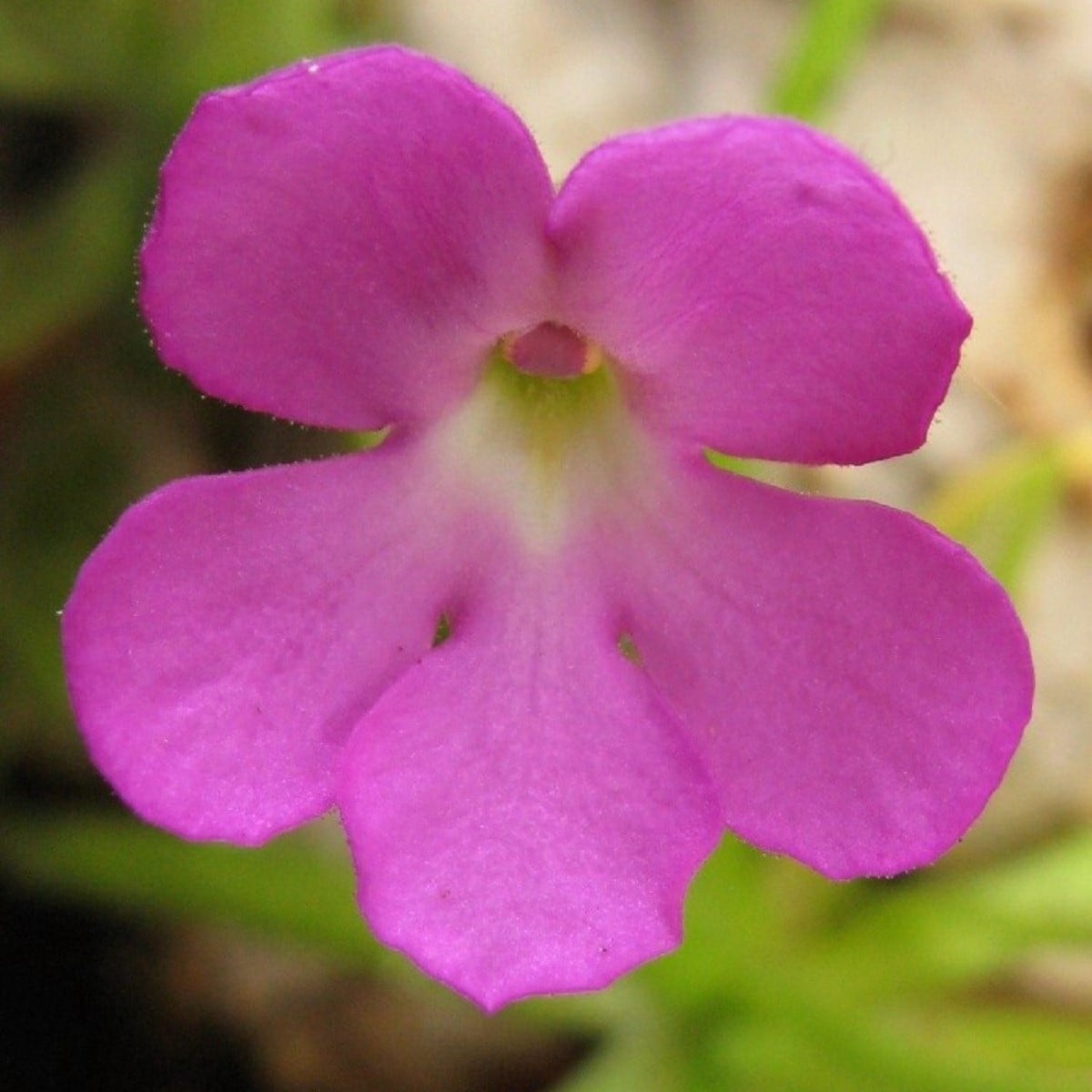 Tučnice mexická - Pinguicula moctezumae - osivo masožravek - 13 ks