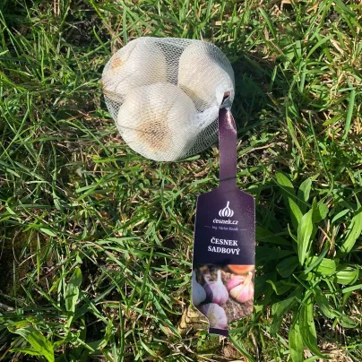 Sadbový česnek Lukan - nepaličák - Allium sativum - cibulky česneku - 1 balení
