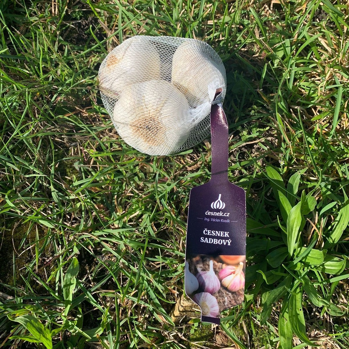 Sadbový česnek Lukan - nepaličák - Allium sativum - cibulky česneku - 1 balení
