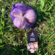 Sadbový česnek Slavin II - paličák - Allium sativum - 1 balení