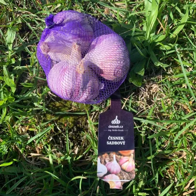 Sadbový česnek Slavin II - paličák - Allium sativum - 1 balení