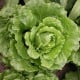 Salát římský Galander - Lactuca sativa var. Romana Gars - osivo salátu - 300 ks