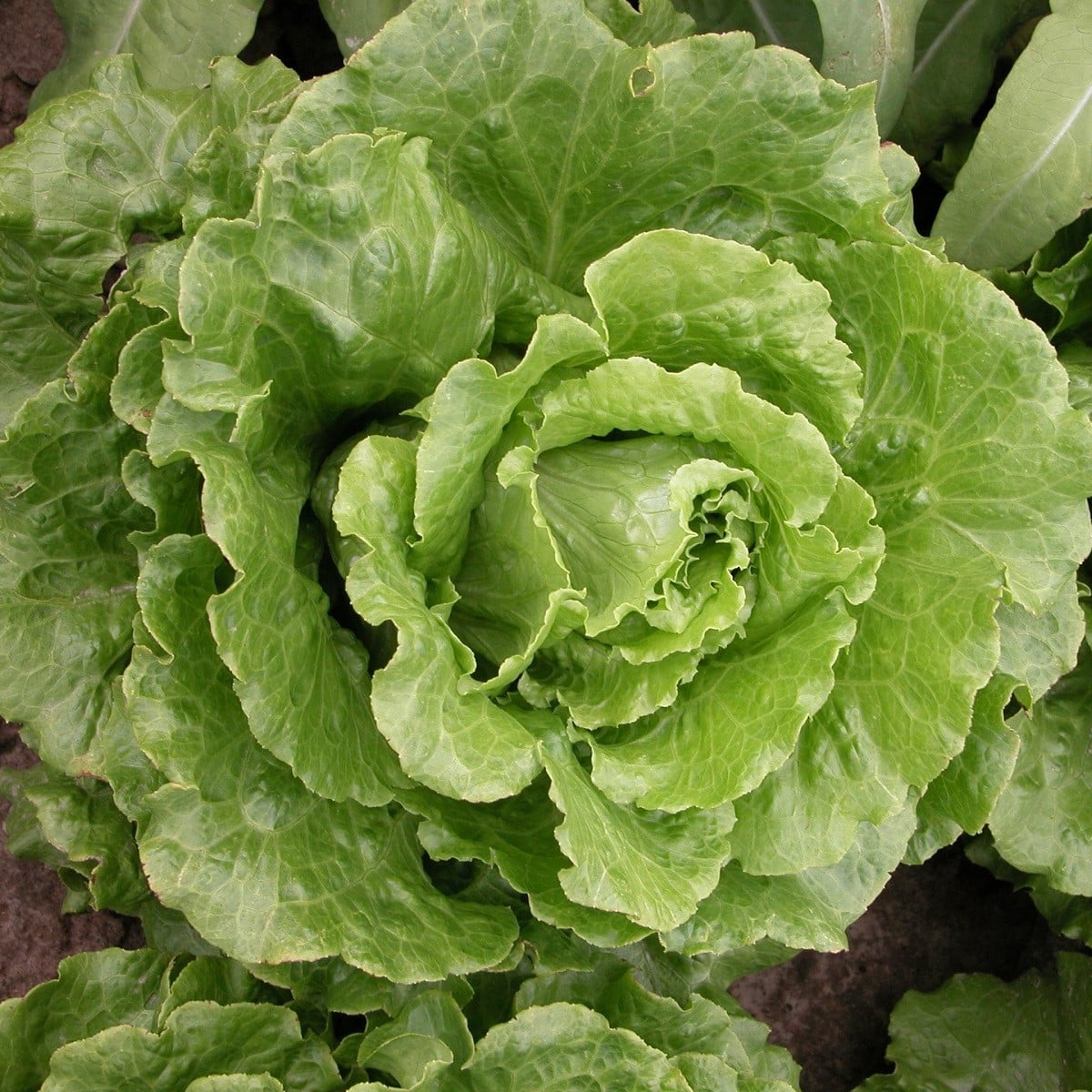 Salát římský Galander - Lactuca sativa var. Romana Gars - osivo salátu - 300 ks